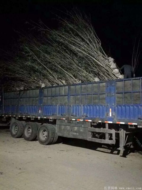 單杆紫荊樹圖片基地實拍