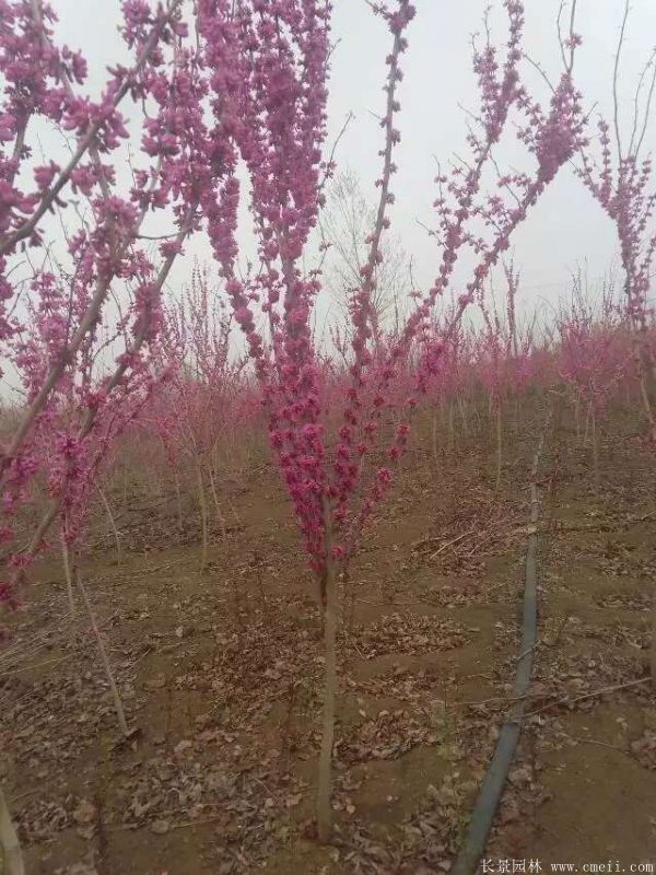 單杆紫荊樹圖片基地實拍