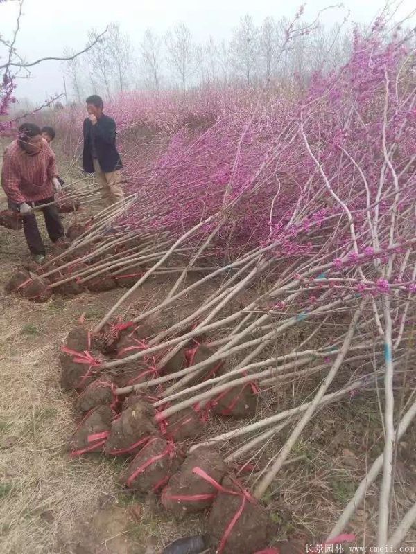 單杆紫荊樹圖片基地實拍