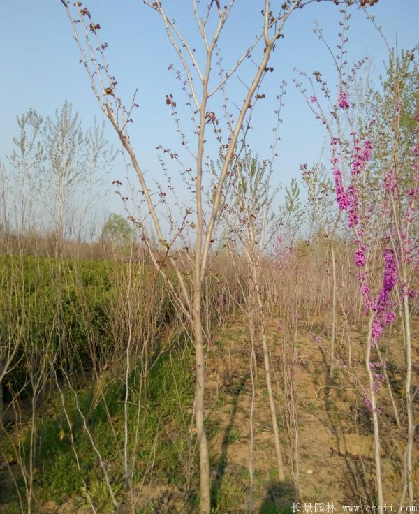 單杆紫荊樹圖片基地實拍