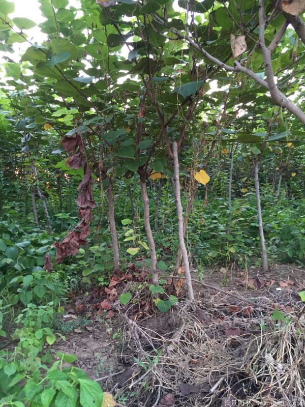 單杆紫荊樹圖片基地實拍