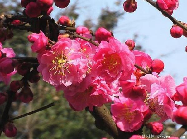 紅梅樹紅梅花(huā)圖片基地實拍