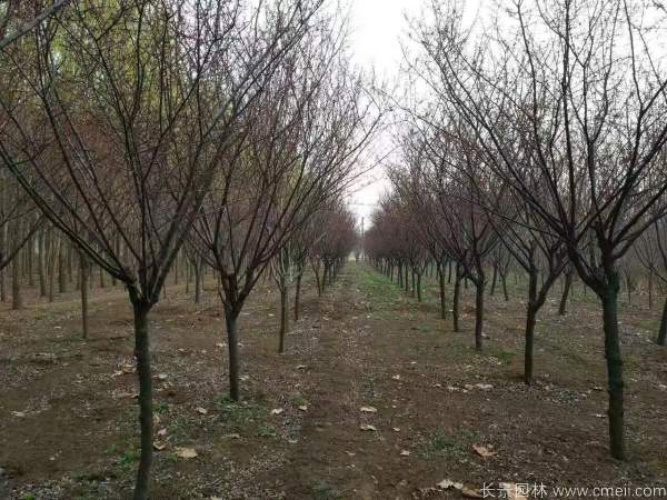 紅梅樹紅梅花(huā)圖片基地實拍