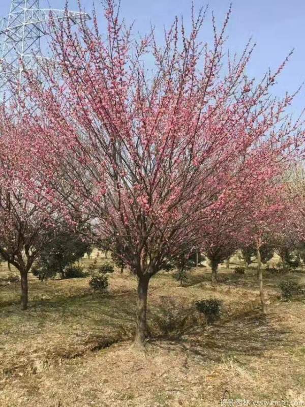 紅梅樹紅梅花(huā)圖片基地實拍