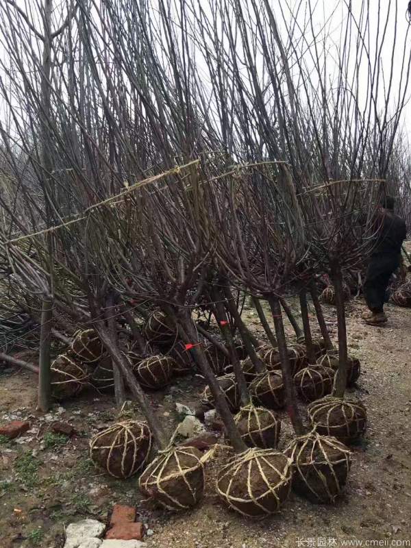 紅梅樹紅梅花(huā)圖片基地實拍