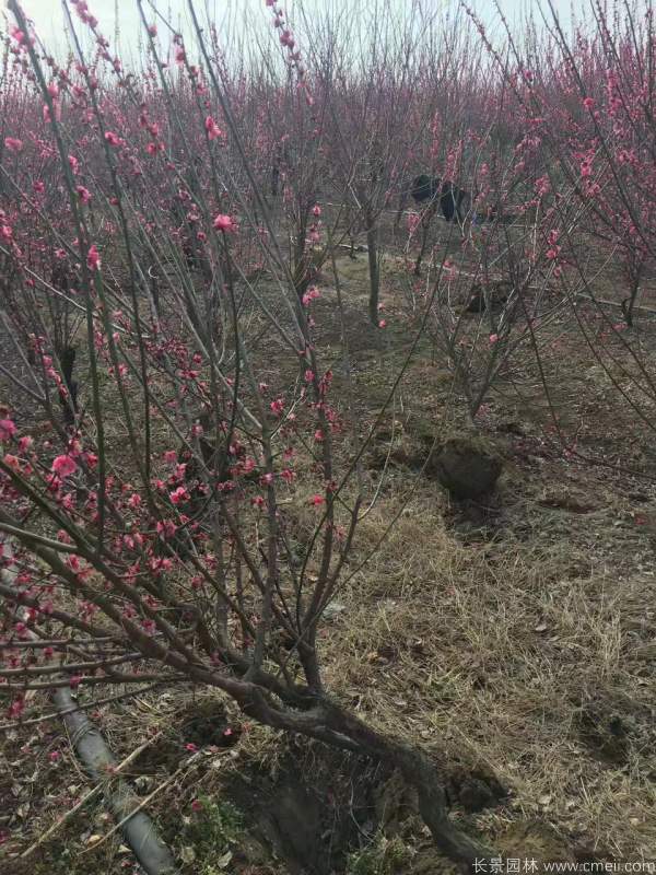 紅梅樹紅梅花(huā)圖片基地實拍