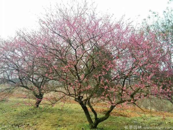 紅梅樹紅梅花(huā)圖片基地實拍