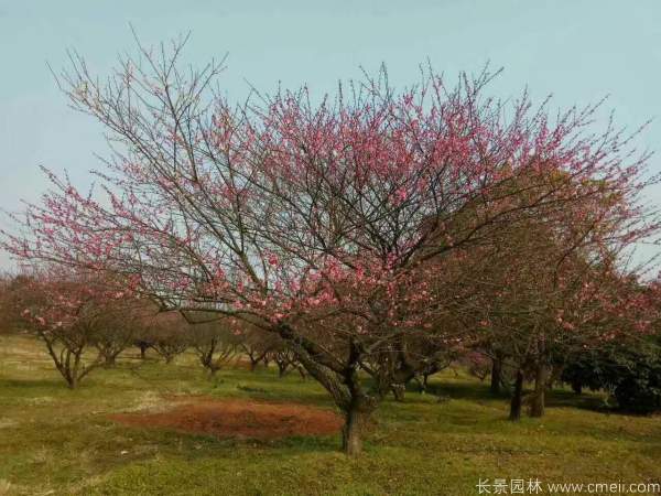 紅梅樹紅梅花(huā)圖片基地實拍