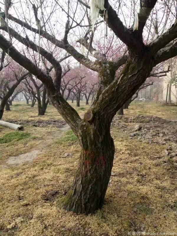 紅梅樹紅梅花(huā)圖片基地實拍