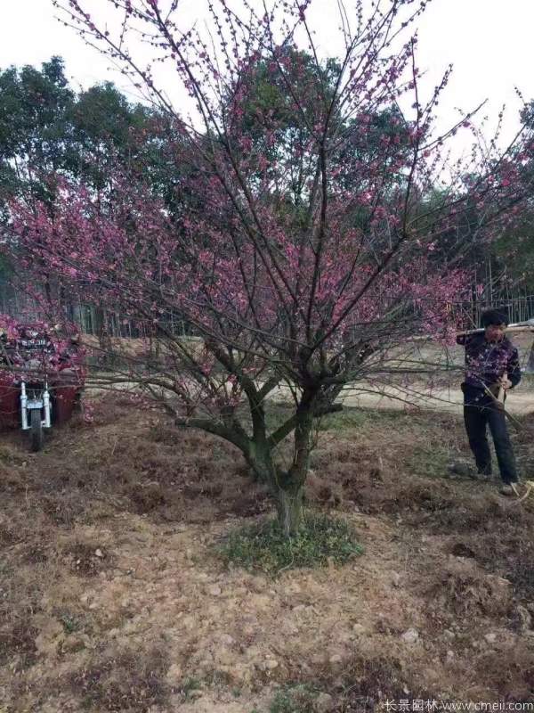 紅梅樹紅梅花(huā)圖片基地實拍