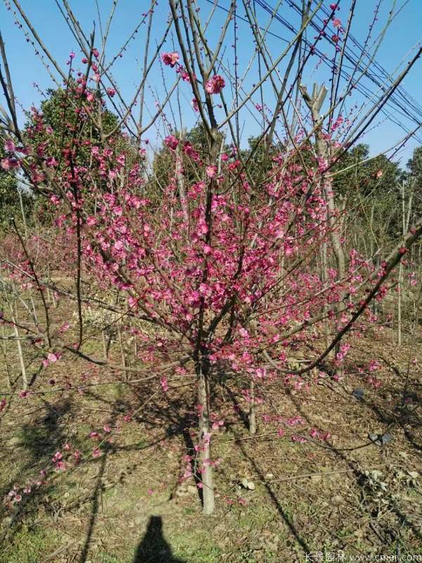 紅梅樹紅梅花(huā)圖片基地實拍