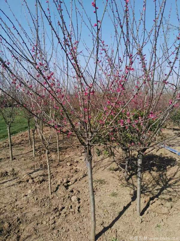 紅梅樹紅梅花(huā)圖片基地實拍