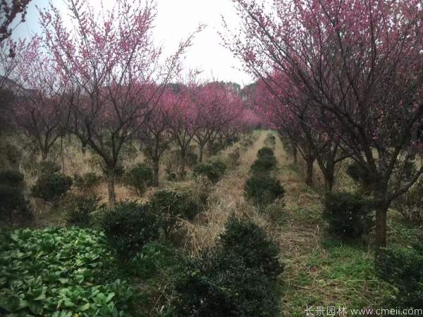 紅梅樹紅梅花(huā)圖片基地實拍