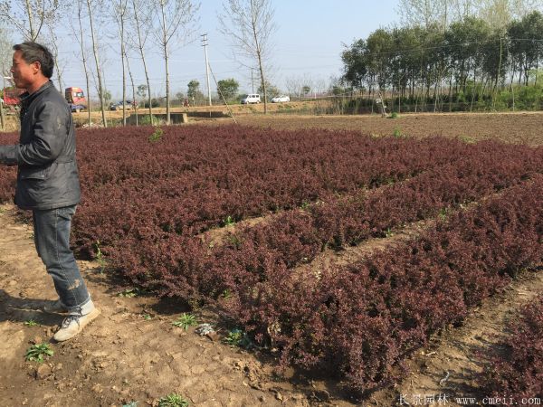 紅葉小(xiǎo)檗圖片基地實拍