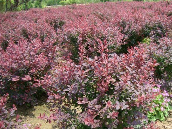 紅葉小(xiǎo)檗圖片基地實拍