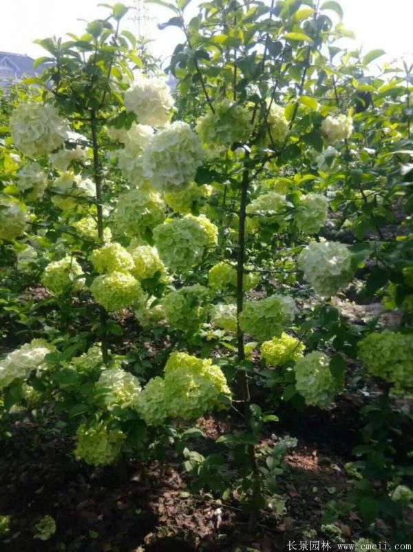 繡球花(huā)圖片基地實拍