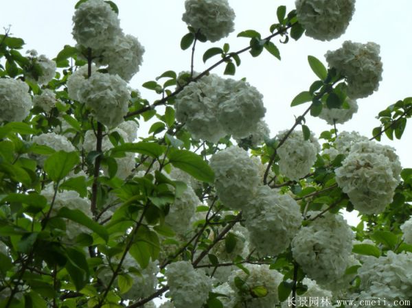 繡球花(huā)圖片基地實拍