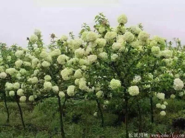 繡球花(huā)圖片基地實拍