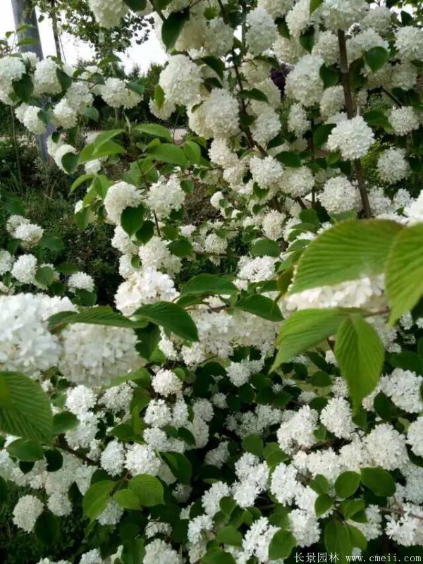 繡球花(huā)圖片基地實拍