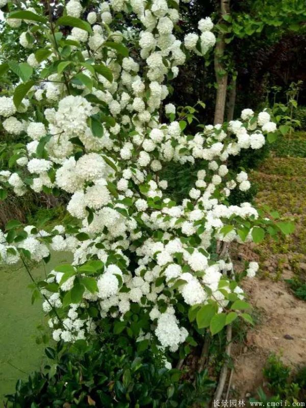 繡球花(huā)圖片基地實拍