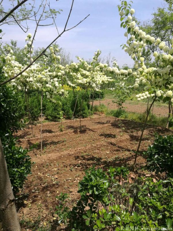 繡球花(huā)圖片基地實拍