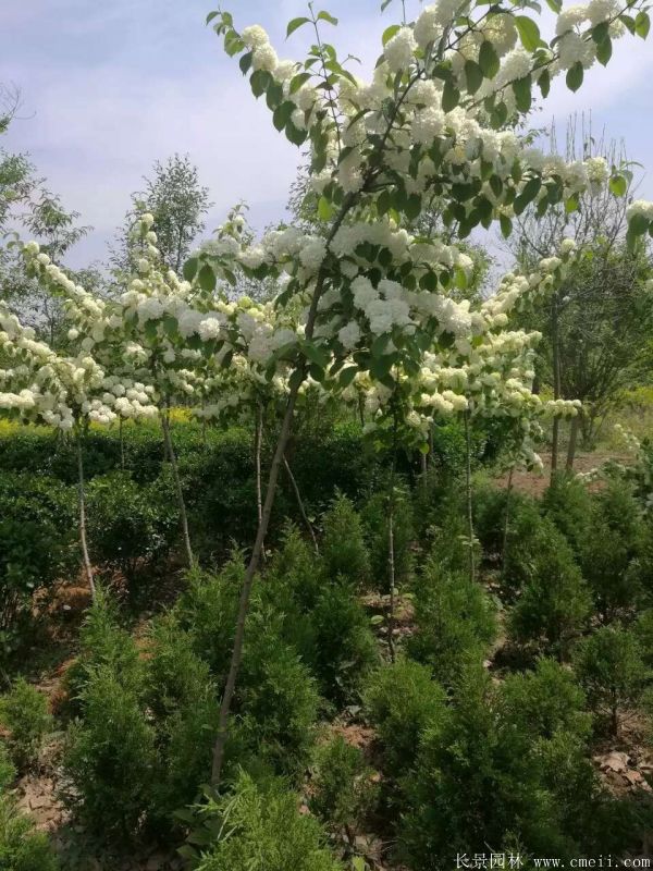 繡球花(huā)圖片基地實拍