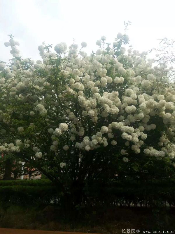 繡球花(huā)圖片基地實拍