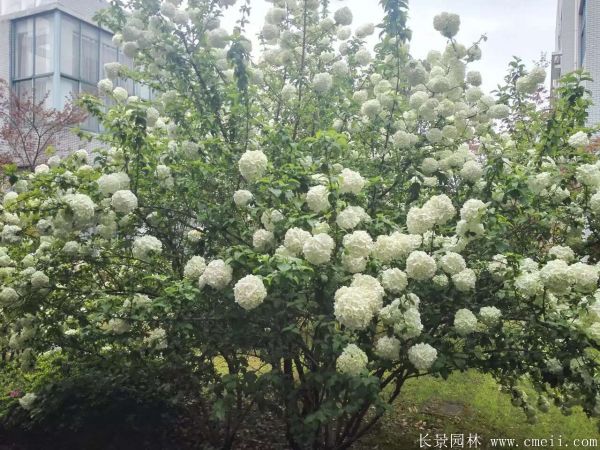 繡球花(huā)圖片基地實拍