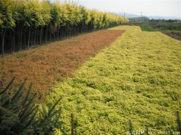 繡線(xiàn)菊圖片基地實拍