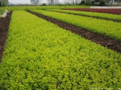 金葉女貞小(xiǎo)苗