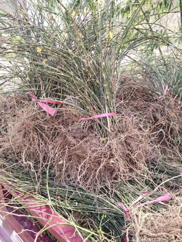 迎春花(huā)圖片基地實拍