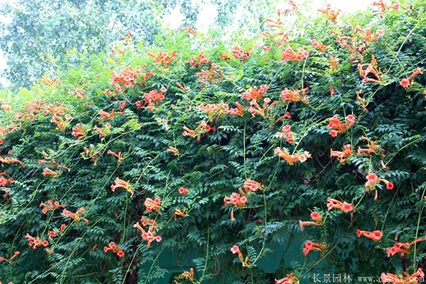 淩霄花(huā)圖片基地實拍