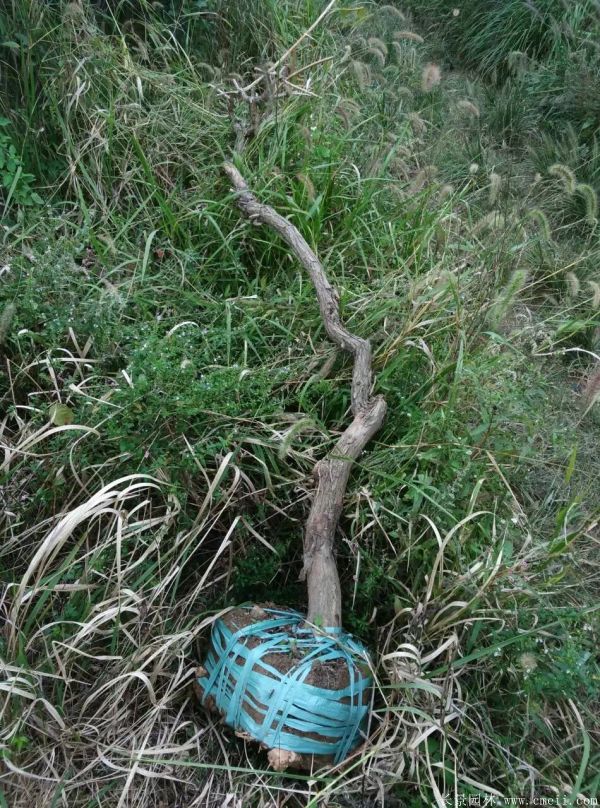 淩霄花(huā)苗圖片基地實拍