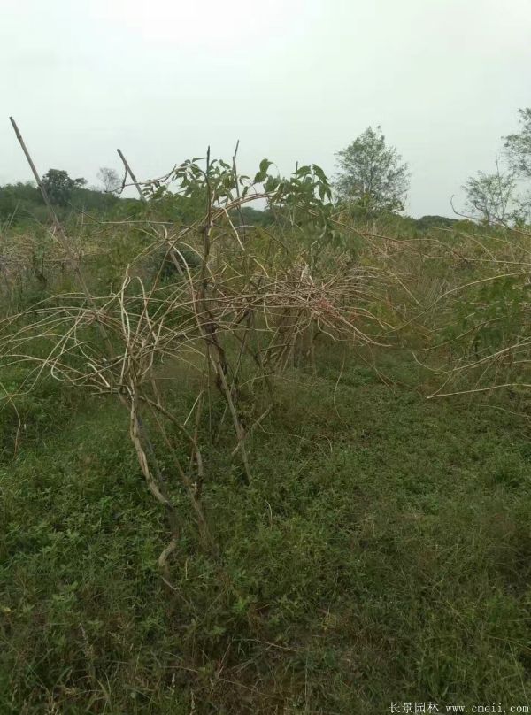 淩霄花(huā)苗圖片基地實拍