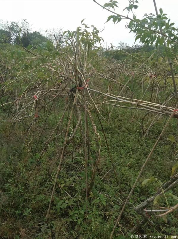 淩霄花(huā)苗圖片基地實拍