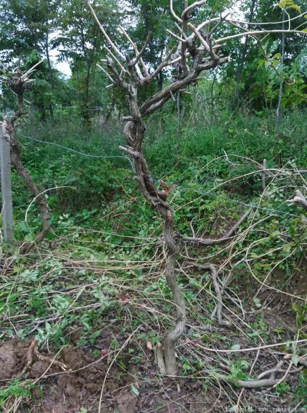 淩霄花(huā)苗圖片基地實拍