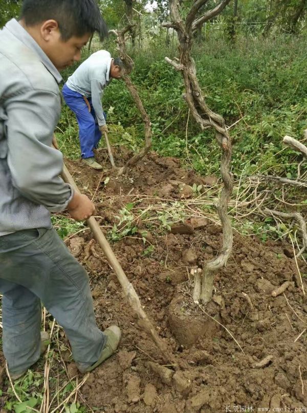 淩霄花(huā)苗圖片基地實拍