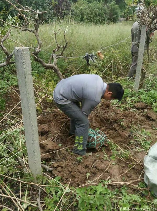 淩霄花(huā)苗圖片基地實拍