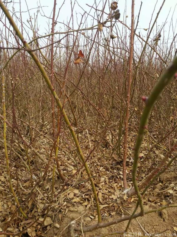 藤本薔薇圖片基地實拍