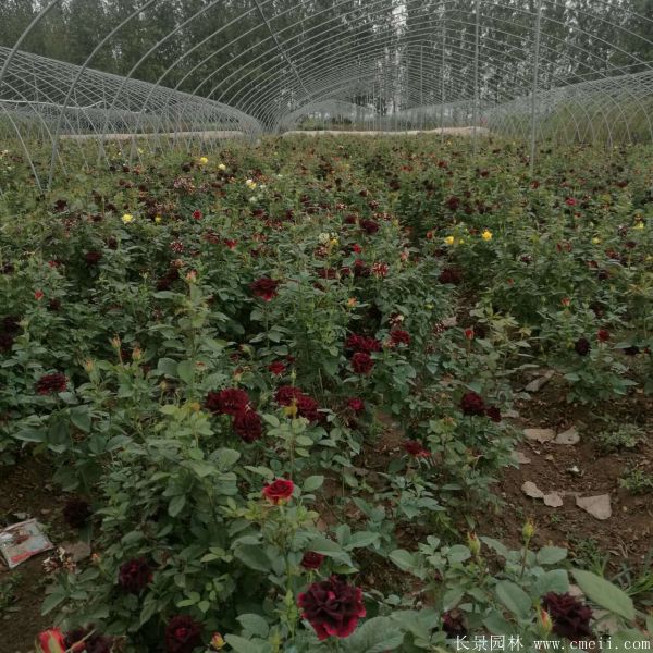 流星雨月季花(huā)圖片基地實拍