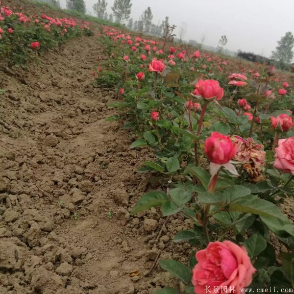 月季花(huā)圖片基地實拍