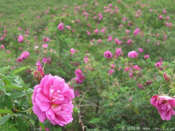 玫瑰花(huā)苗圖片基地實拍