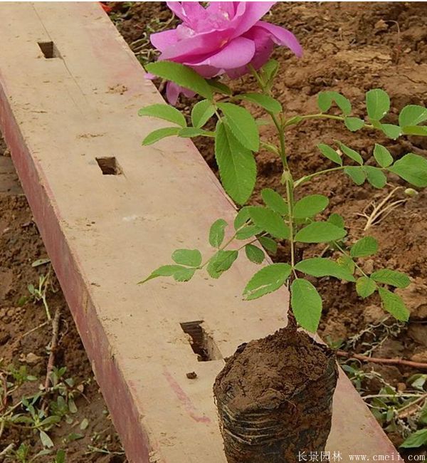 玫瑰花(huā)苗圖片基地實拍