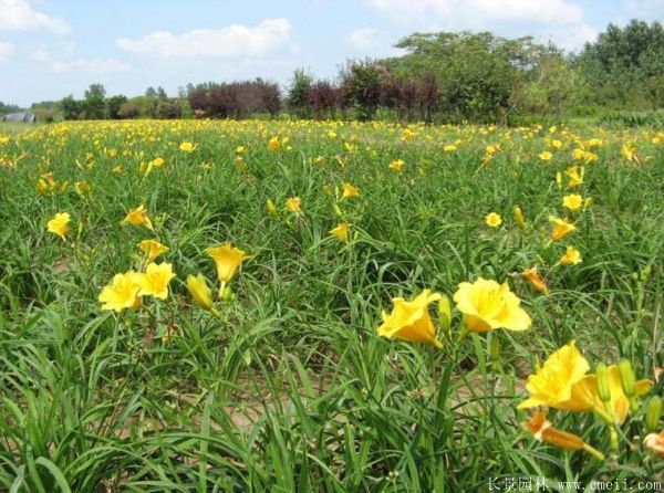 黃花(huā)萱草(cǎo)基地實拍圖片