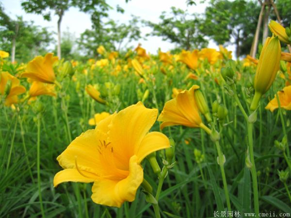 黃花(huā)萱草(cǎo)基地實拍圖片