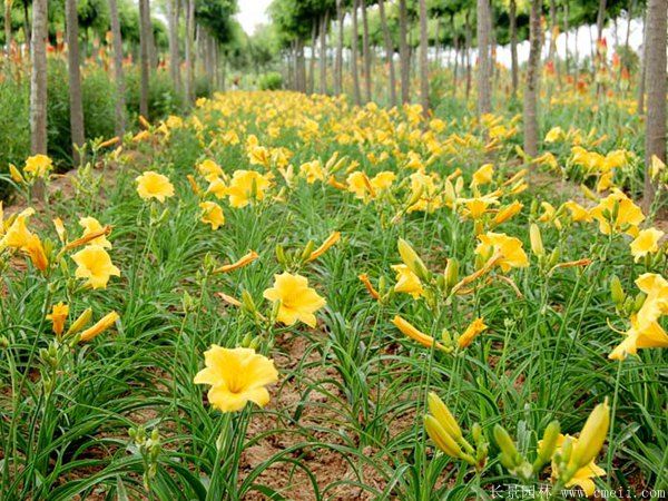 黃花(huā)萱草(cǎo)基地實拍圖片