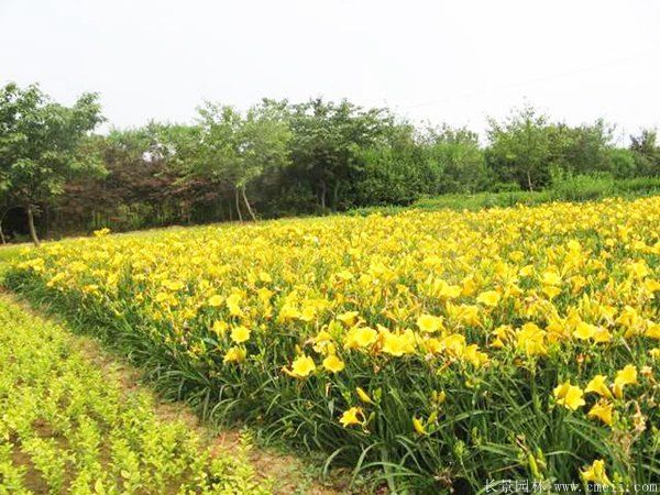 黃花(huā)萱草(cǎo)基地實拍圖片