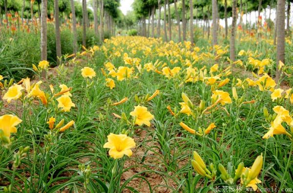 黃花(huā)萱草(cǎo)基地實拍圖片