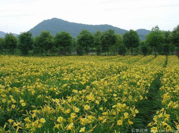 黃花(huā)萱草(cǎo)基地實拍圖片