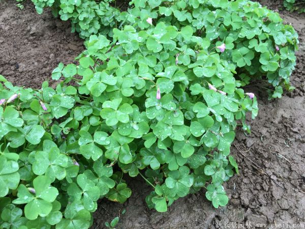 紅花(huā)草(cǎo)圖片基地實拍